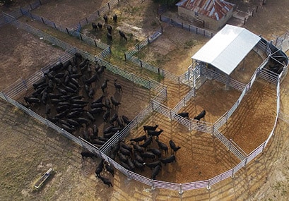 ProWay Cattle Yards, Woodford, Narrawa, New South Wales