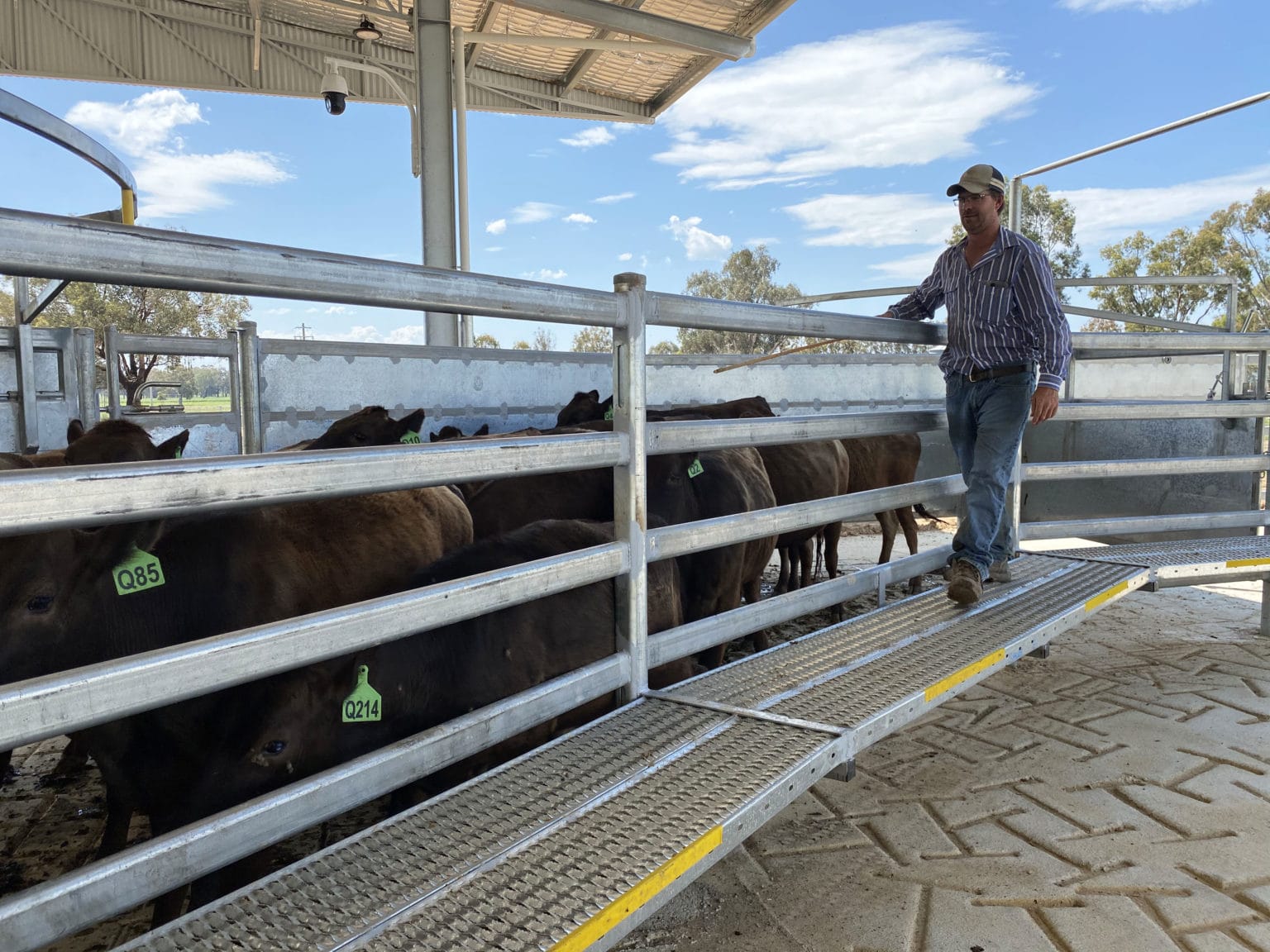 Cattle Handling Equipment For Sale – ProWay