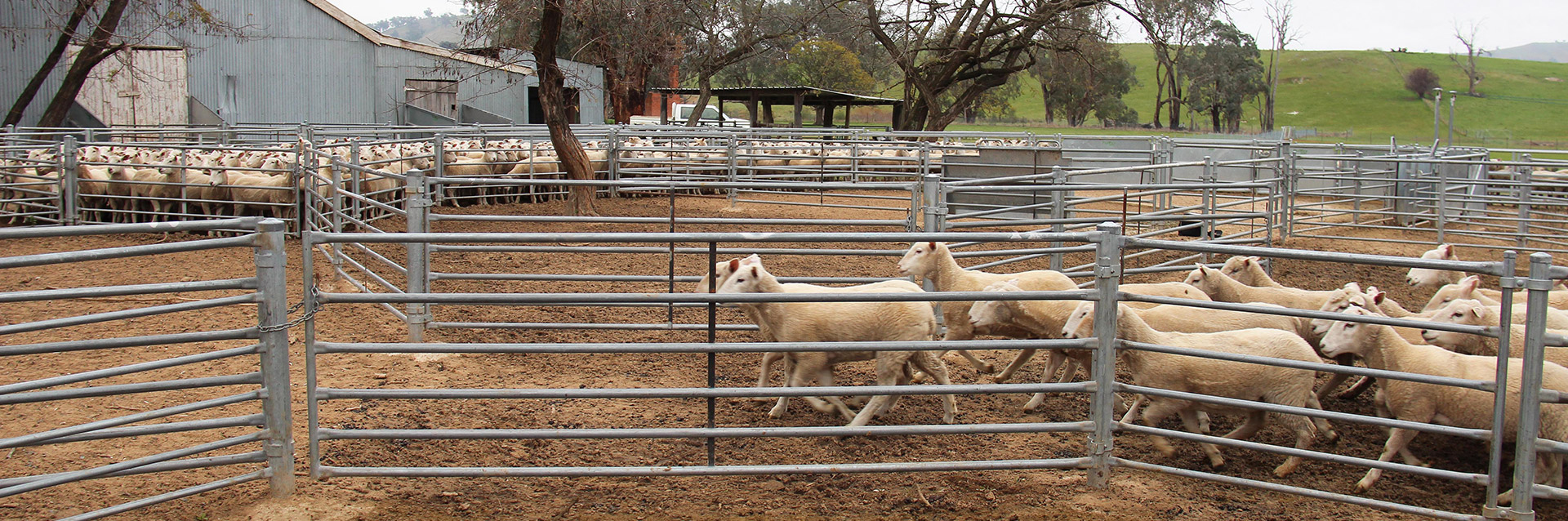 Sheep Yard Designs | Custom Sheep Yards | ProWay Australia