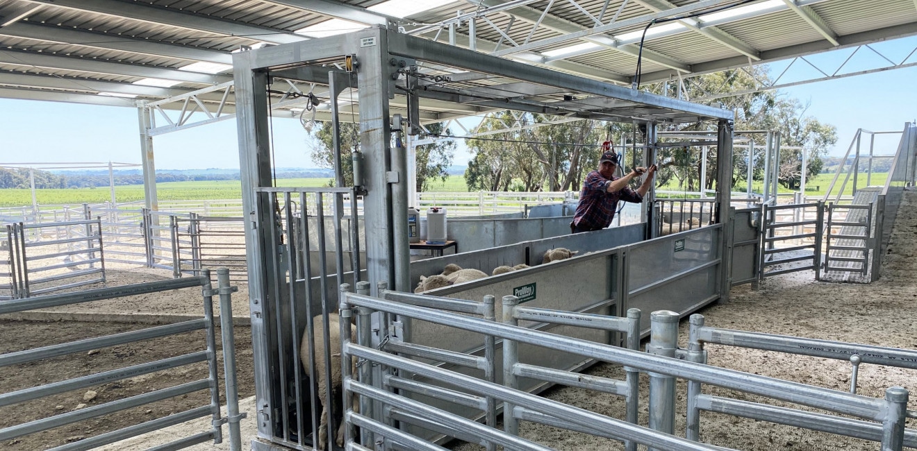 Shearing Shed & Sheep Yards | Patanga Park | Buffalo, Victoria - ProWay