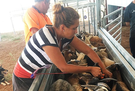 Goat Market Gains