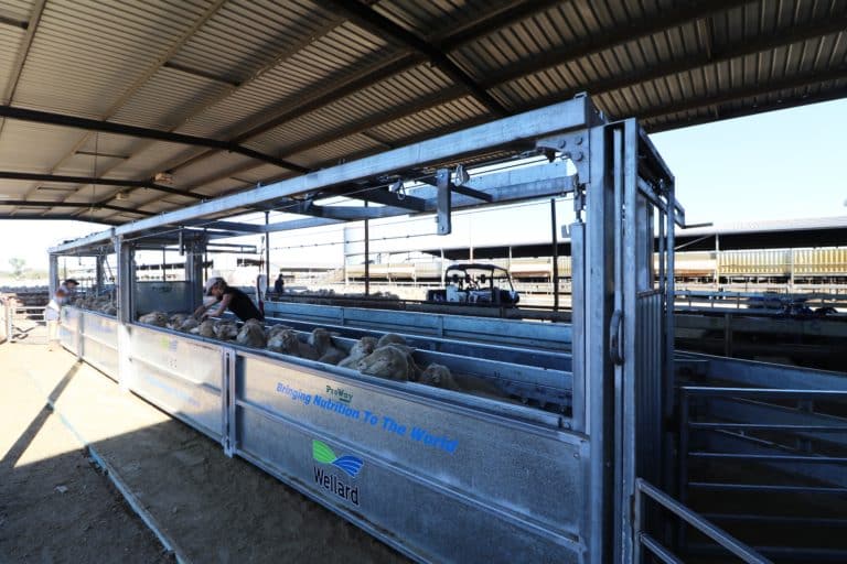 Sheep Bulk Handler - ProWay