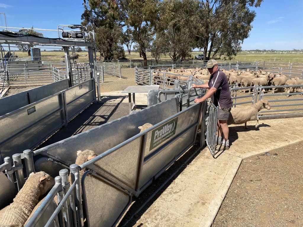 Sheep Yards & Shearing Shed | 'West Diggora' | Diggora West, Victoria ...