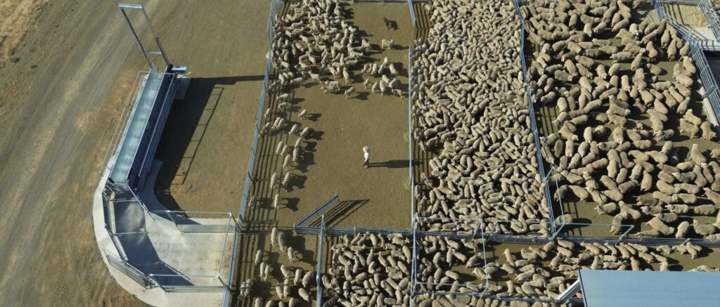 Sheep Yards located in Mandurama, NSW