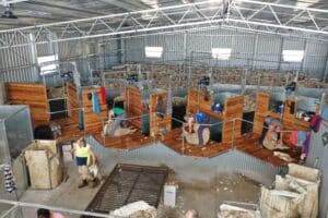 Custom designed shearing shed 