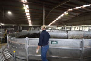 Cattle Handling Equipment in Victoria 