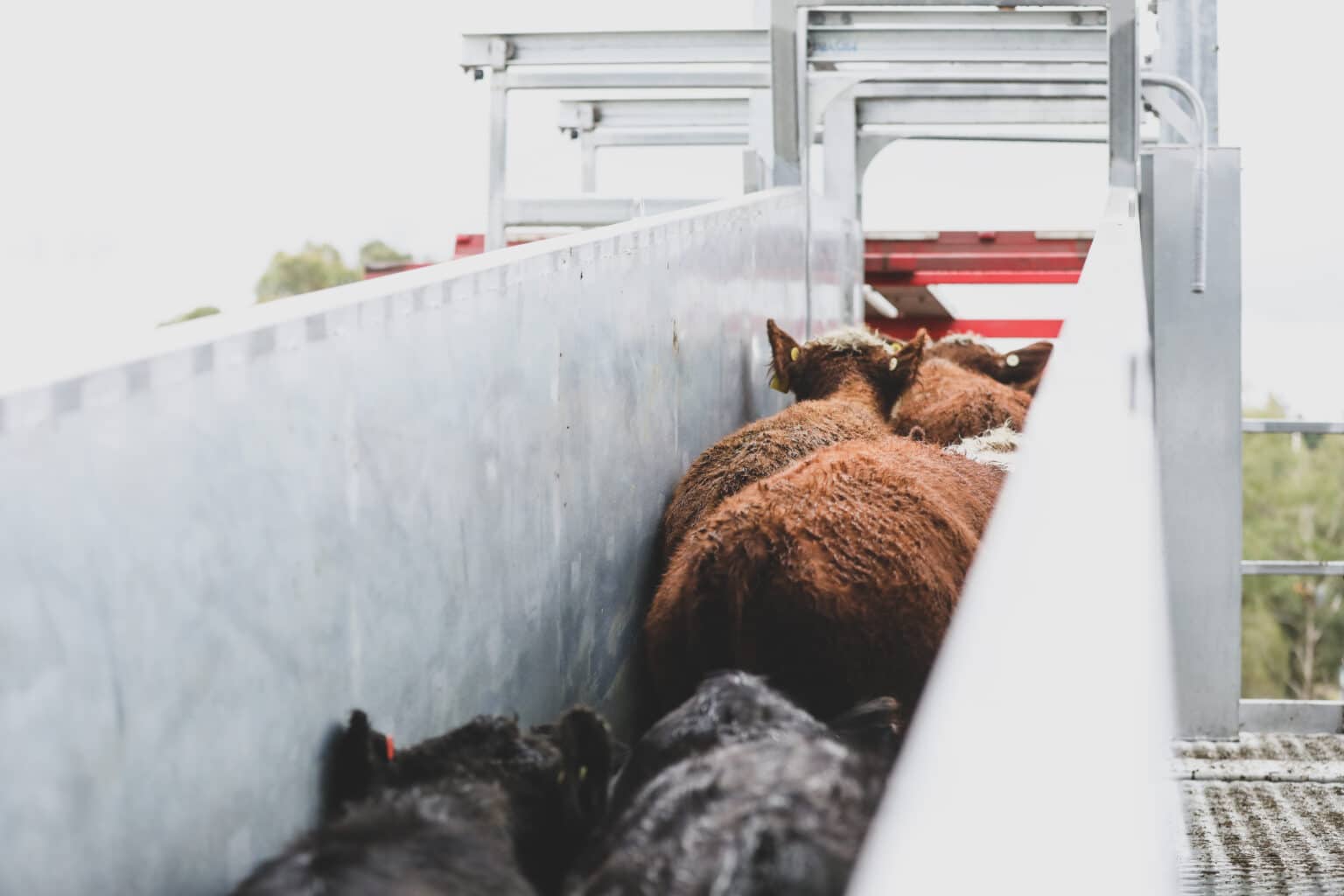 Cattle Handling Equipment For Sale - ProWay