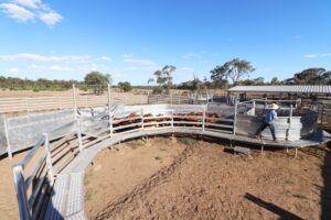 Curved cattle race 