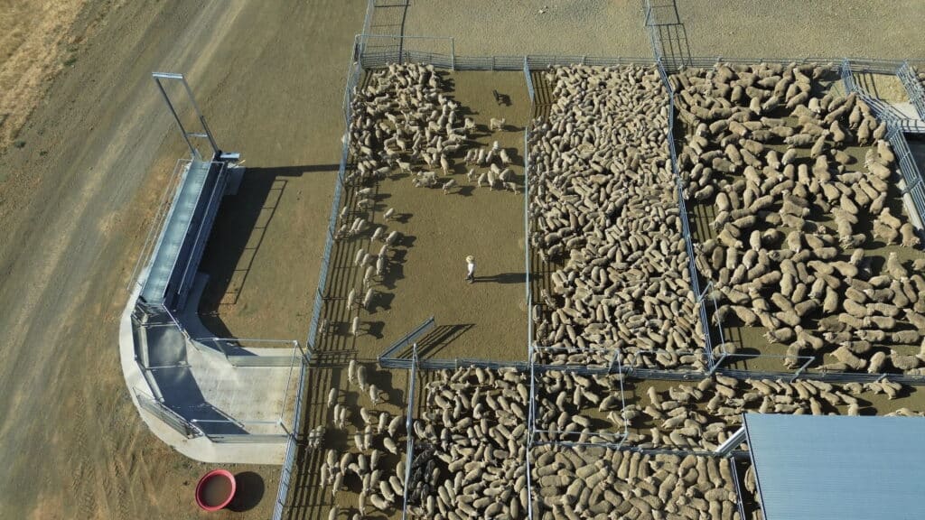 Livestock principles in action in ProWay sheep yards