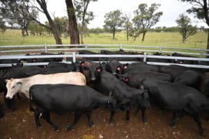 Principles of cattle yard design using flight zones 