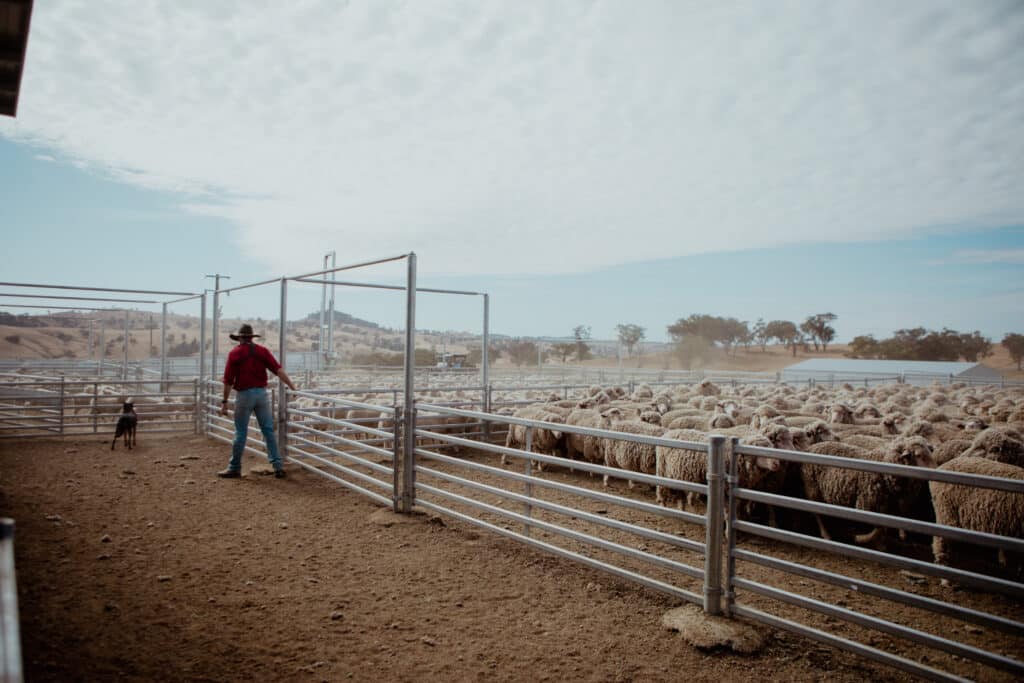 ProWay Shearing Shed and Sheep Yards